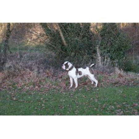 American Bulldog Breeder in Colchester, Essex