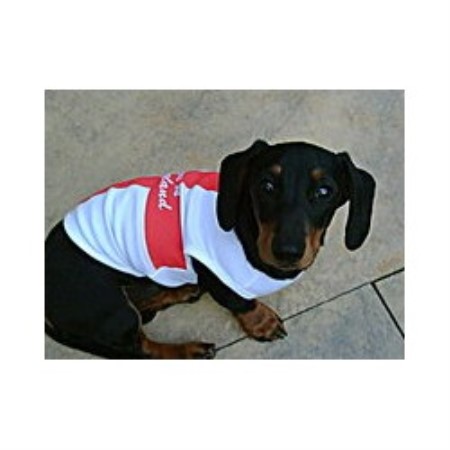 Dachshund Breeder in Blackburn, Lancashire