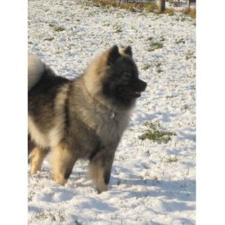 Eurasier Breeder in Abergavenny, Gwent