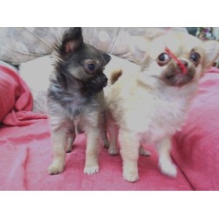 Chihuahua Breeder in Preston, Lancashire