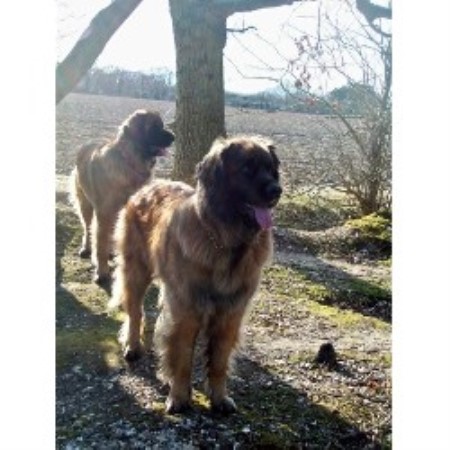Leonberger Breeder in Chichester, West Sussex