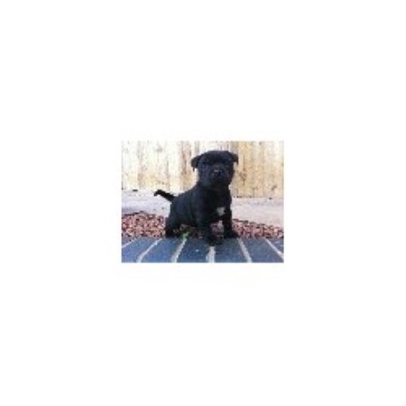 Staffordshire Bull Terrier Stud in Staffordshire