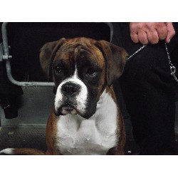 Boxer Breeder in Illogan, Cornwall