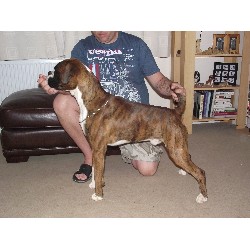 Boxer Stud in Cornwall