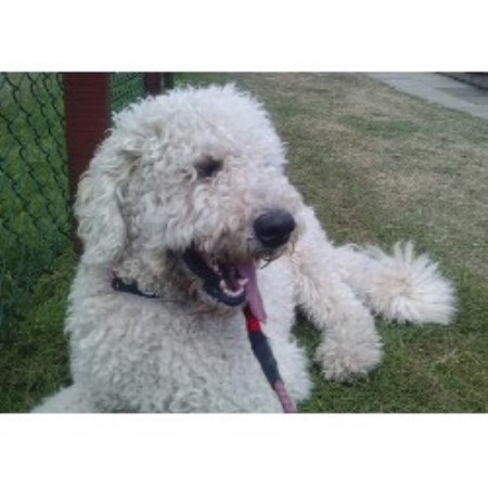 Labradoodle Stud in Lanarkshire
