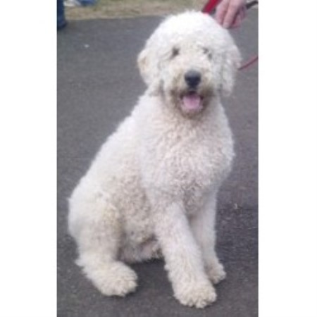 White Labradoodle