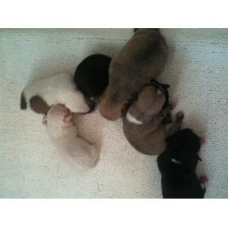 Chihuahua Breeder in Conwy, Clwyd