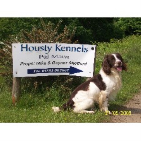 English Springer Spaniel Breeder in Swansea, West Glamorgan