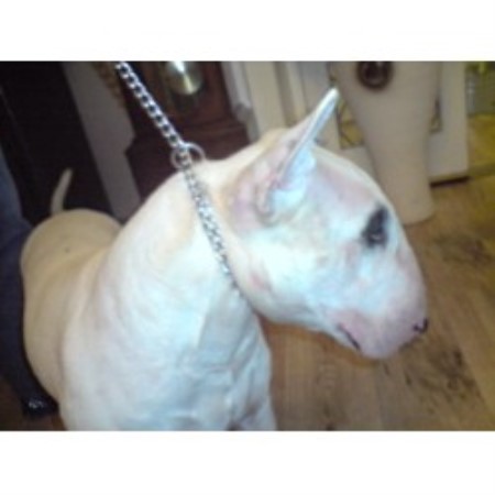 Bull Terrier Stud in Lancashire