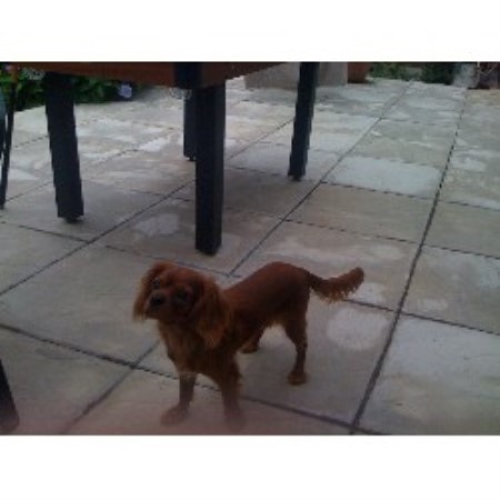 Cavalier King Charles Spaniel Stud in Cheshire