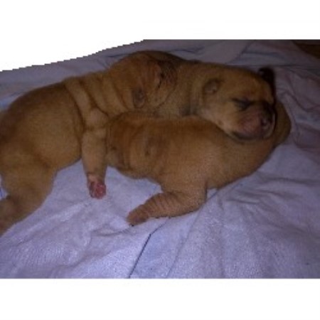 Dogue+de+bordeaux+puppies+for+sale+in+georgia
