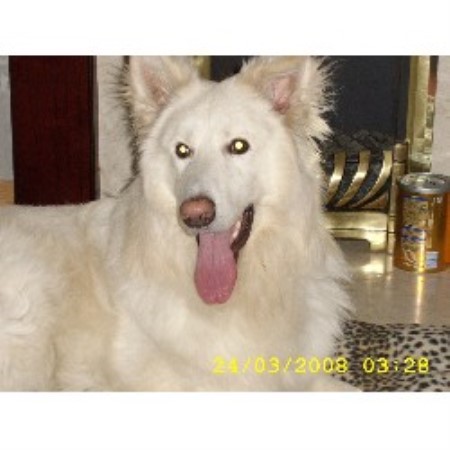 German Shepherd Dog Stud in Lanarkshire