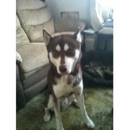 Siberian Husky Stud in North Yorkshire