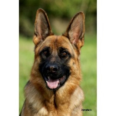 Kennel Dog Rescue German Shepherd Puppies Suffolk Norfolk Kennel Dog Rescue German Shepherd Puppies Suffolk Norfolk