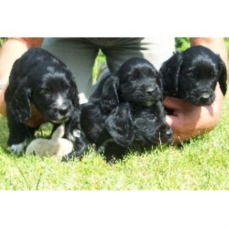 Springer Dog Rescue South West Uk Springer Dog Rescue South West Uk