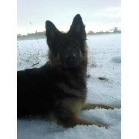 German Shepherd Dog Stud in Midlothian