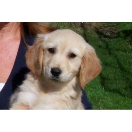 working golden retriever breeders uk housty kennels golden retriever breeder in swansea working golden retriever breeders uk housty kennels golden retriever breeder in swansea