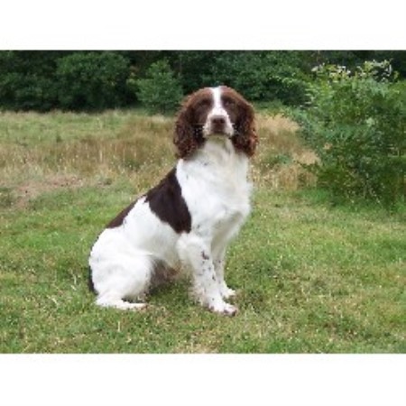 English Springer Spaniel Stud in West Glamorgan