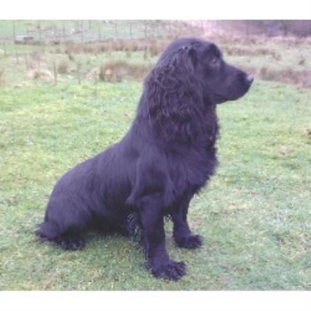 English Cocker Spaniel Stud in West Glamorgan