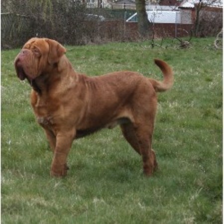 Dog De Bordeaux Rescue Kent Dog De Bordeaux Rescue Kent