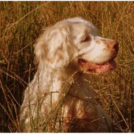 Springer Spaniel Dog Rescue South West Uk Springer Spaniel Dog Rescue South West Uk