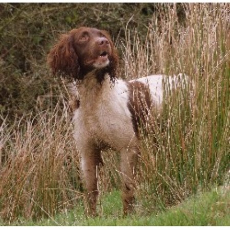 English Springer Spaniel Stud in Suffolk