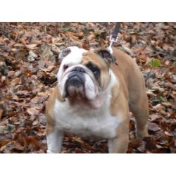 English Bulldog Stud in Tyne and Wear