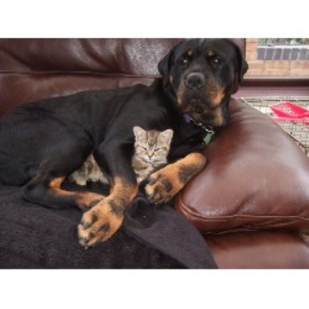 Rottweiler Breeder in Wigan, Lancashire