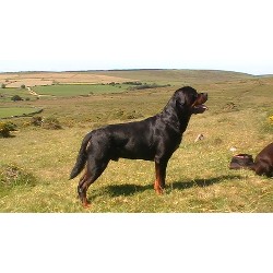 Rottweiler Stud in Cornwall