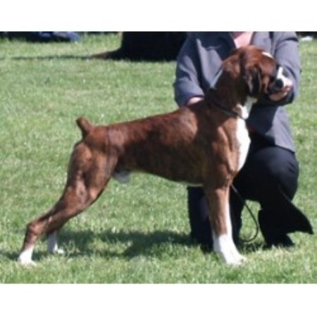 Boxer Stud in South Yorkshire