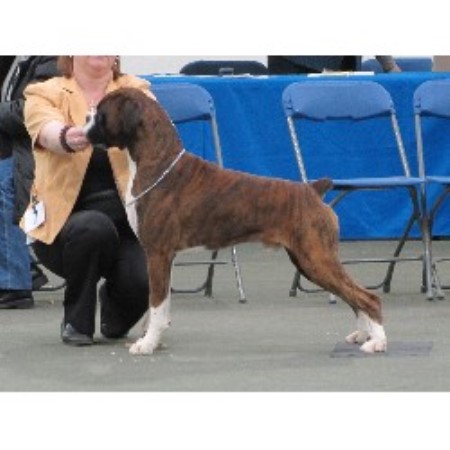Boxer Stud in South Yorkshire