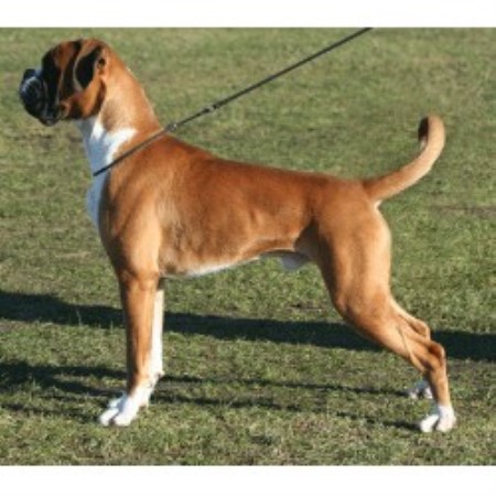 Boxer Stud in South Yorkshire