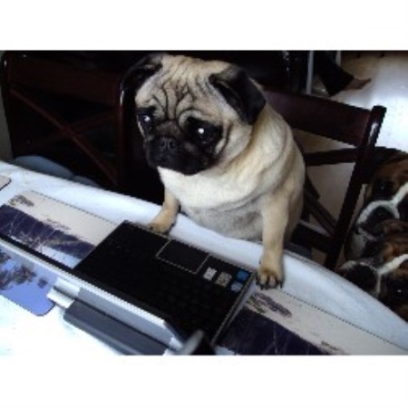 Pug Breeder in Welwyn Garden City, Hertfordshire