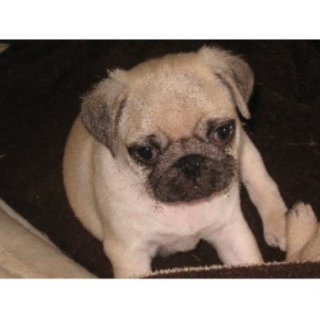 Pug Stud in Hertfordshire