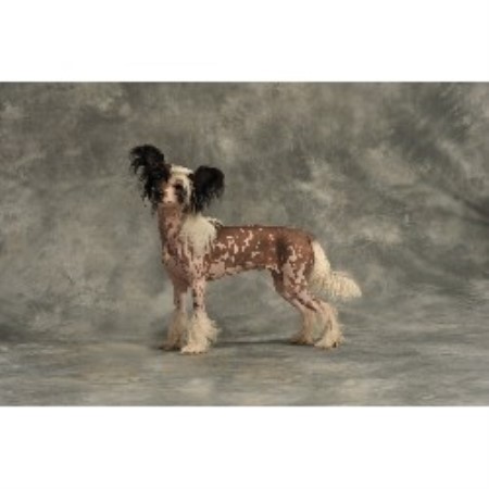 Chinese Crested Breeder in Chelmsford, Essex