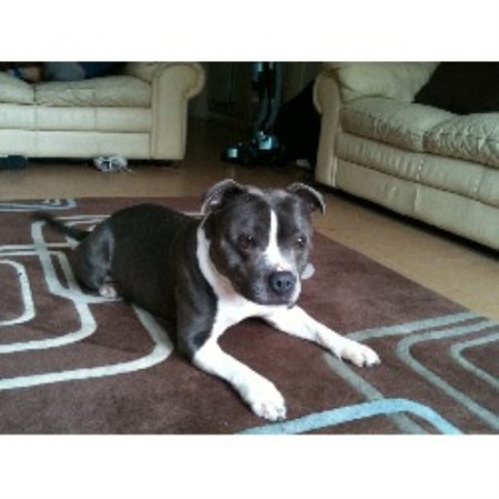 Staffordshire Bull Terrier Stud in Hampshire