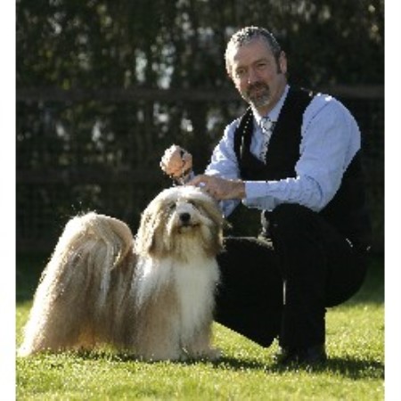 Tibetan Terrier Breeder in Brockworth, Gloucester, Gloucestershire
