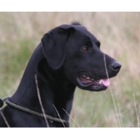 Labrador Retriever Stud in Leicestershire