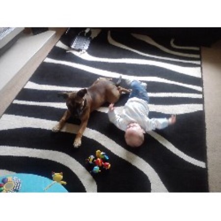 Staffordshire Bull Terrier Stud in West Midlands