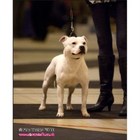 Staffordshire Bull Terrier Stud in Caerphilly