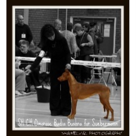 Pharaoh Hound Breeder in Yarmouth, Isle Of Wight