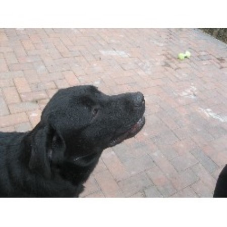Labrador Retriever Breeder in Chesterfield, Derbyshire