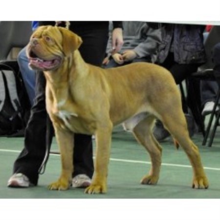 Dogue De Bordeaux Stud in Lincolnshire