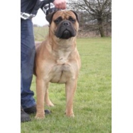 Bullmastiff Stud in Staffordshire