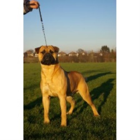 Bullmastiff Stud in Staffordshire