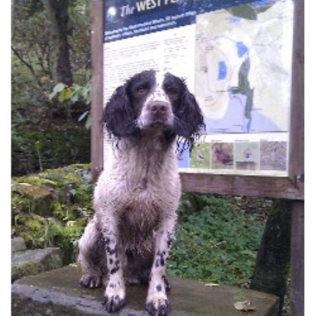 English Springer Spaniel Stud in Lancashire