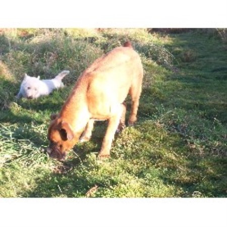 Boxer Stud in West Glamorgan