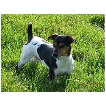 Jack Russell Terrier Stud in Cheshire