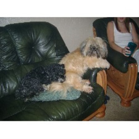 Lhasa Apso Stud in Clwyd