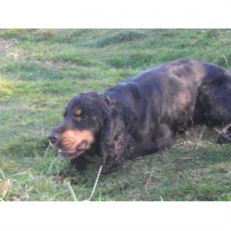English Cocker Spaniel Stud in West Glamorgan